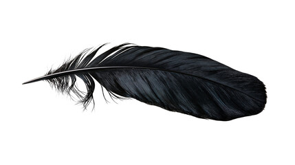 Single elegant black bird feather with soft downy barbs © Otillie