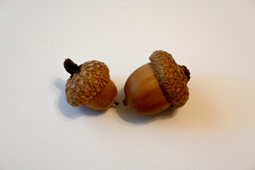 Two acorns on a white surface © Veronika