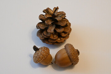 Pine cone and acorns on a white surface © Veronika