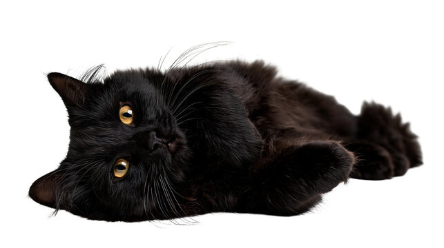 Fluffy black cat with bright amber eyes lying down on its side