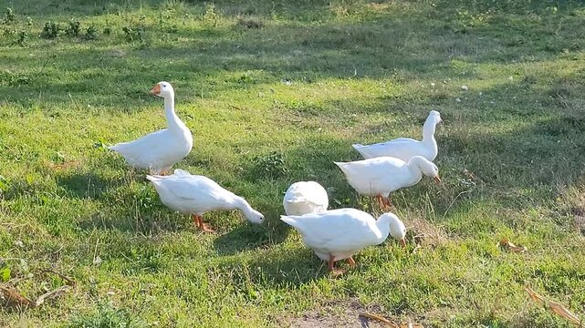 Six white domestic geese graze on a green lawn on a sunny day. Poultry farming and organic farming concept. Horizontal video. Copy space.