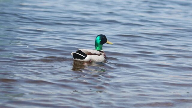 Male mallard drake floating upright on rippled freshwater pond surface, iridescent green head and yellow bill visible in side-rear profile with soft wake in calm daylight