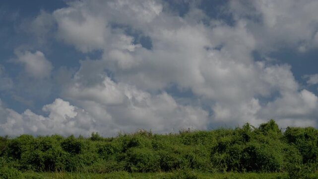 Tilt Down Shot from Blue Summer Sky and Clouds to Green Rice Field in Nonsan South Korea 4K