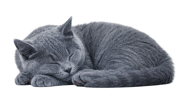Fluffy grey cat sleeping curled up, isolated on transparent background