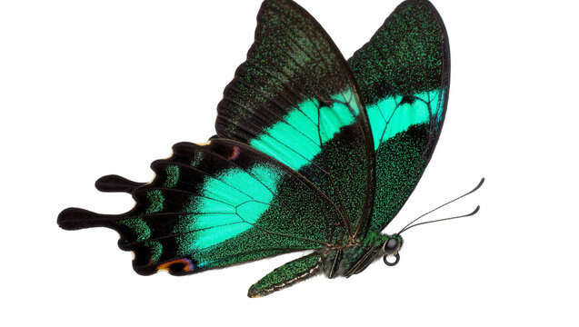 Emerald green butterfly with black markings, isolated on transparent background