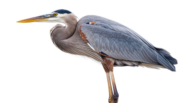 Great blue heron bird with long yellow beak, isolated on transparent background