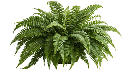 Lush green Boston fern plant with delicate fronds and textured leaves © Cressida