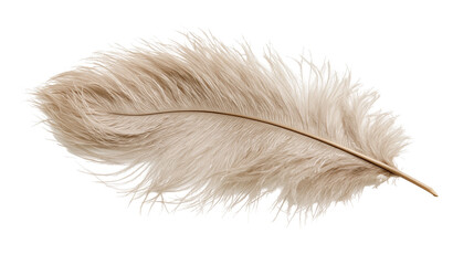 Soft beige ostrich feather with delicate plume texture © Cressida