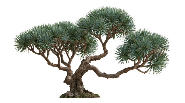 Dracaena draco dragon tree with thick textured trunk and spiky blue green leaves