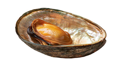 Fresh raw mussel meat inside an iridescent pearlescent abalone shell © Cressida