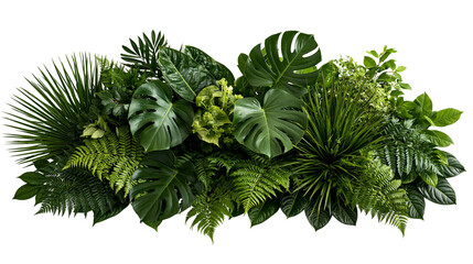 Lush tropical foliage arrangement with monstera and fern leaves © Cressida