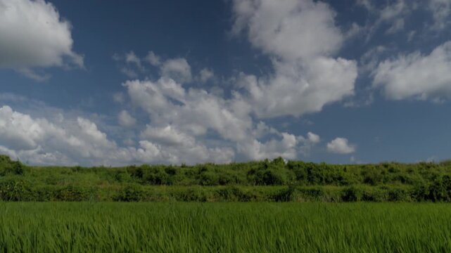 Dynamic Tilt Down and Up Revealing Blue Sky, Cloud, and Green Rice Paddy Field in Nonsan, South Korea