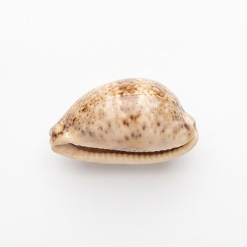 Cowrie shell isolated on white background  