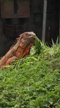 An orange iguana is eating green leaves in a lush environment. The iguana has a robust body and distinctive spines along its back.
