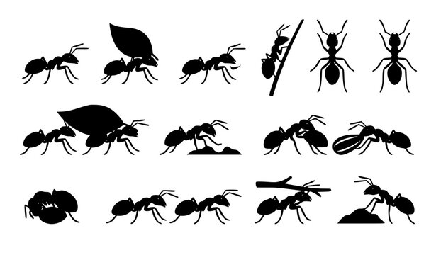 Black Garden Insect and Crawling Bug Silhouette Vector Collection