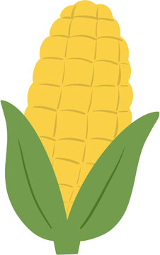 vector illustration of a corn