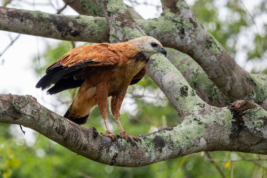 Black-collared Hawk - Busarellus nigricollis, American bird of prey found in forests and woodlands of tropical Americas, Pantanal, Brazil.