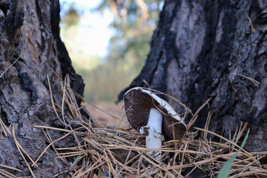  Wild agaricus mushroom growing at the pine tree base in the autumn forest, selective focus, macro photography of wild nature.