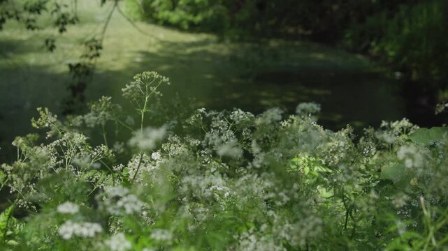 Close-up wildflower meadow edge with white umbel blossoms swaying above shaded pond in soft dappled light