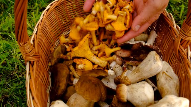 Wild mushrooms in a forest. Selective focus.