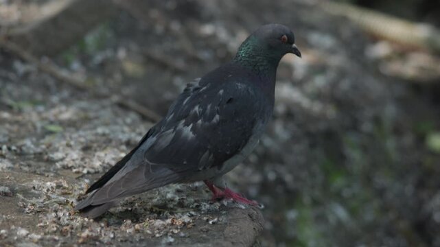 Dark pigeon perched on rough concrete ledge, facing right in three-quarter view, with iridescent neck feathers under soft daylight and gentle head and body adjustment