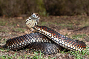 Obraz premium Australian Highlands Copperhead