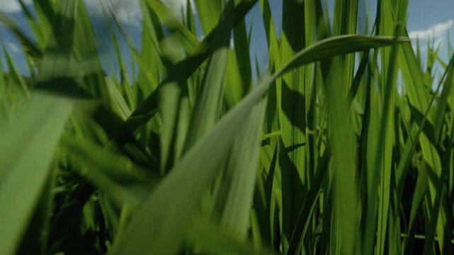 Pull Back Focus Shot from Green Rice Blades to Wide Paddy Field in Nonsan South Korea 4K