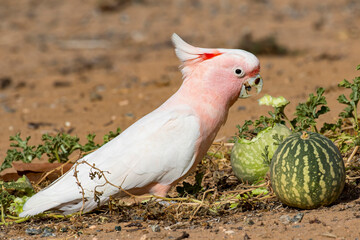 Australian Pink Cockatoo feeding on Paddy Melon seeds © Ken Griffiths