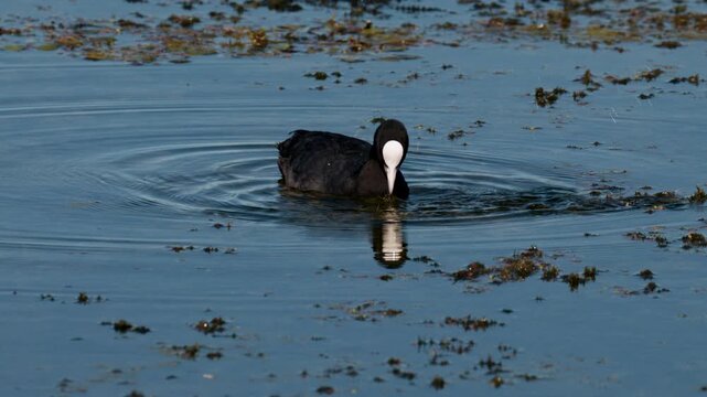 A Eurasian Coot feed actively on Federsee, navigating between floating lily pads while searching for food beneath the surface.