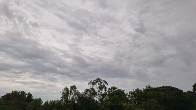 Overcast Grey Sky Above Silhouetted Trees Horizon