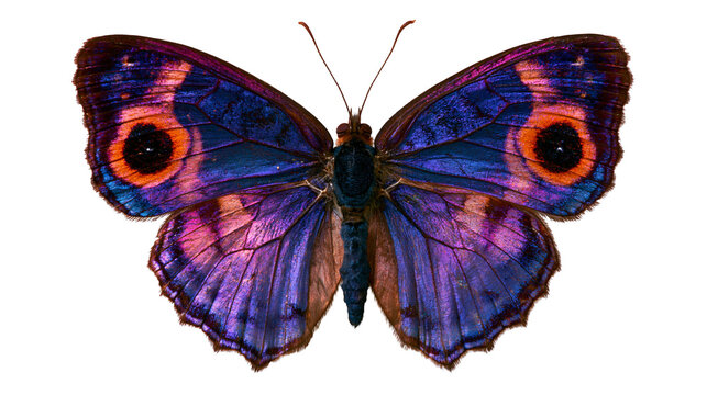 Vibrant purple and blue peacock pansy butterfly with orange eyespot wing patterns