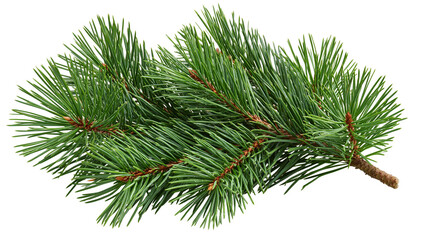 Fresh green pine tree branch with long needles and brown woody stem © Isadora
