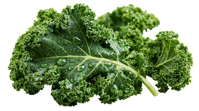 Fresh curly kale leaves with water droplets on textured green foliage