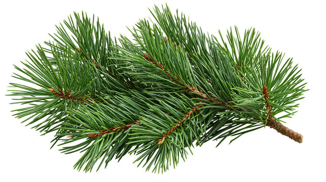 Fresh green pine tree branch with long needles and brown woody stem