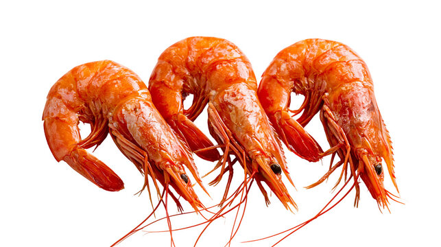 Three fresh cooked orange prawns with long antennae and detailed shell texture