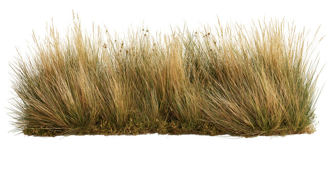 Dry golden wild meadow grass clump with thin blades and seed heads