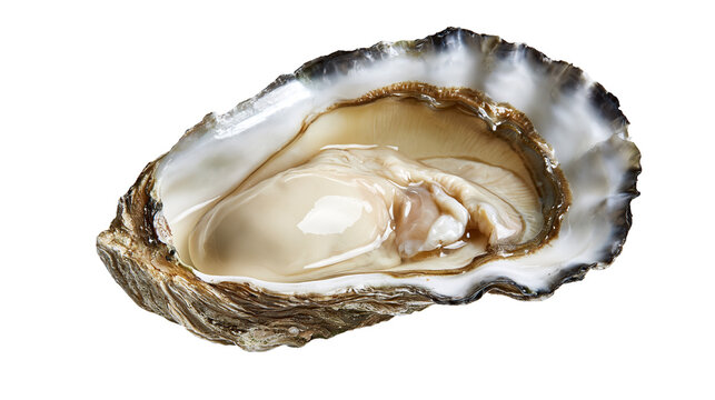 Fresh raw oyster in open shell with glossy pearl-like meat