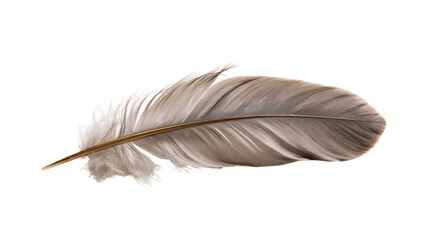 Single grey and brown bird feather with detailed quill and soft barbs © Isadora