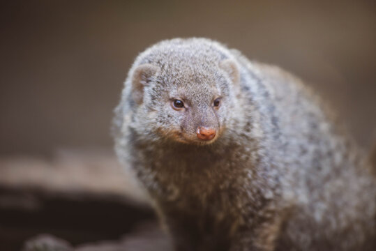 close up of a meerkat