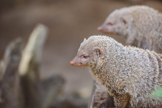 meerkat looking up