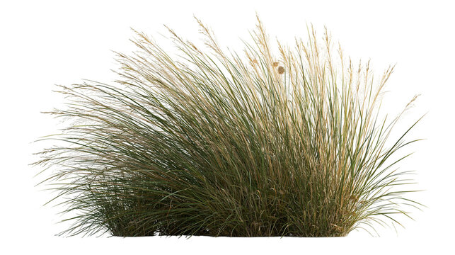Lush green ornamental grass clump with thin blades and delicate seed heads