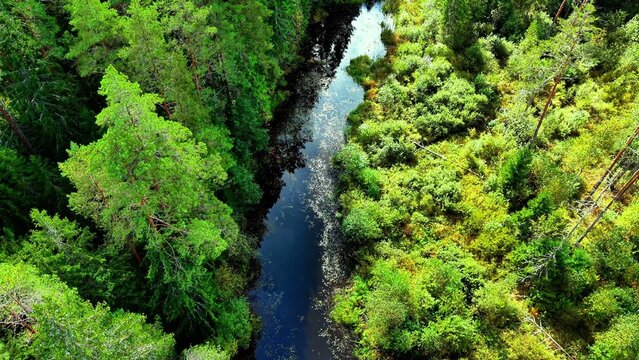 Aerial view of lush green forest canopy with winding river reflecting trees under clear sky