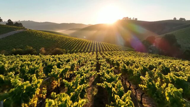 Sunrise over rolling vineyard hills with sun flare