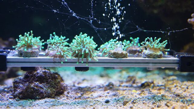 Green goniopora coral frags attached to magnetic rack in aquarium with rising oxygen bubbles.
