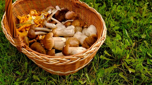 Wild mushrooms in a forest. Selective focus.