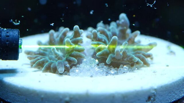 Green laser beam pointing at underwater coral polyps macro footage on white pedestal base.