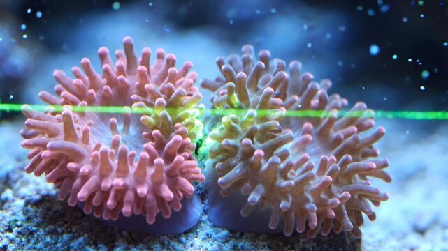 Vibrant anemone corals glowing under green laser light in aquarium tank underwater footage.