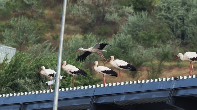 White Stork (Ciconia ciconia) joining a migrating flock on an industrial rooftop in September