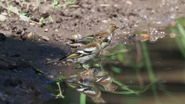 Two juvenile Common Chaffinches (Fringilla coelebs) drinking from a forest stream in summer