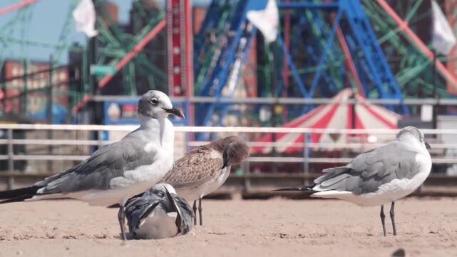 Seagull on Coney Island beach in Brooklyn, New York, United States. Boardwalk near retro luna park. Sea gull and amusement park on ocean coast. Waterfront summer holiday promenade in USA. Ferris wheel